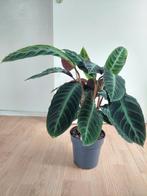 Calathea Warscewiczii - Calathea / Pauwenplant H: 60 cm, Huis en Inrichting, Kamerplanten, Ophalen, Overige soorten, Halfschaduw