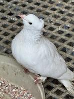 Kelebek duiven, Dieren en Toebehoren, Vogels | Duiven, Meerdere dieren, Postduif
