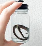Viper baby slang sterk water preparaat, Verzamelen, Nieuw, Opgezet dier, Ophalen of Verzenden