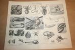 Antieke prent - Mollusken [Weekdieren] - Circa 1885 !!, Verzamelen, Foto's en Prenten, Gebruikt, Ophalen of Verzenden, Voor 1940