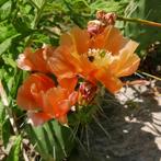 Opuntia Orangade, Cactus, Tuinplant, Stek, bloem, Tuin en Terras, Planten | Tuinplanten, Zomer, Overige soorten, Verzenden