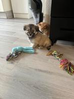 Lieve boomer x pomsky pups , mogen weg ️, Dieren en Toebehoren, CDV (hondenziekte), 8 tot 15 weken, Meerdere, Meerdere dieren
