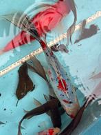 Vis vissen goudvis sarasa shubinkin 30cm vijver sluierstaart, Ophalen