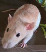 Mooie gele dames rat 4mnd jong, Dieren en Toebehoren, Juli, Vrouwelijk, Rat