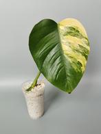 ( 1 ) Monstera aurea lime borsigiana variegata mint, Ophalen of Verzenden
