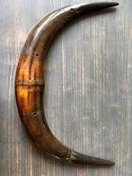 Gegraveerde Dubbele Buffelhoorn Dayak Iban Breedte 53cm, Antiek en Kunst, Ophalen of Verzenden