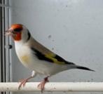 diverse majoor putters, Dieren en Toebehoren, Meerdere dieren, Wildzangvogel