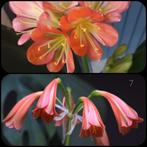 Clivia zaad, diverse kruisingen zie foto's, Bloeiende kamerplant, Ophalen of Verzenden, Volledige schaduw, Minder dan 100 cm