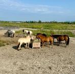 Paddock Paradise Assendelft - Koudbloeden kudde, Dieren en Toebehoren, Stalling en Weidegang, Stalling, 2 of 3 paarden of pony's