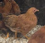 3 Jonge Hennen, Wyandotte, Dieren en Toebehoren, Pluimvee, Vrouwelijk, Kip