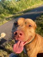 Aangeboden voor dekreu super lieve bull XL red nose., Eén hond, 3 tot 5 jaar, Nederland, Particulier