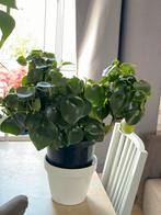 Groene Peperomia plant, Ophalen, Overige soorten, Halfschaduw, In pot