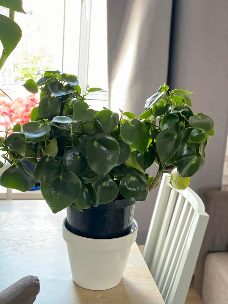 Groene Peperomia plant, Huis en Inrichting, Kamerplanten, Overige soorten, Minder dan 100 cm, Groene kamerplant, Halfschaduw, In pot
