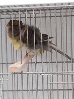 Parijse frise pop 2025, Dieren en Toebehoren, Vrouwelijk, Kleurkanarie