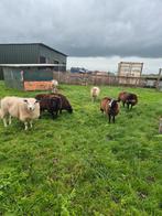 Fok schapen., Dieren en Toebehoren