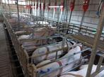 (8)Boxen met salonpoort, Stalling