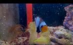 Anemoonvis zeeaquarium vis, Dieren en Toebehoren, Overige typen