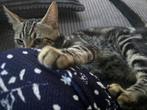 Half bengaalse kittens, Dieren en Toebehoren, Katten en Kittens | Raskatten | Korthaar, Meerdere dieren, Ontwormd, 0 tot 2 jaar