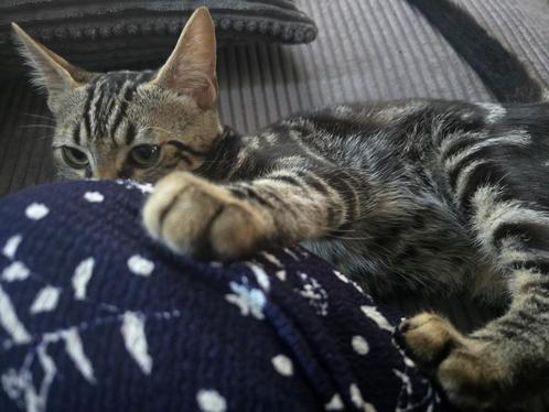 Half bengaalse kittens, Dieren en Toebehoren, Katten en Kittens | Raskatten | Korthaar, Meerdere dieren, 0 tot 2 jaar, Ontwormd