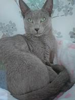 Blauwe rus, Dieren en Toebehoren, Kater, Gechipt