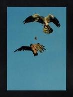 Roodeschool Eemshaven Grauwe Kiekendief Roofvogel Prooi., Ophalen of Verzenden, 1980 tot heden, Ongelopen, Vogel