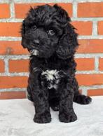 Australian Labradoodle puppie mini reutjes met Wala stamboom, Parvo, 8 tot 15 weken, Meerdere, Nederland