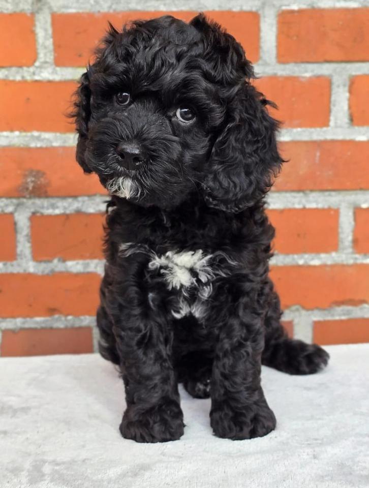 Australian Labradoodle puppie mini reutjes met Wala stamboom, Dieren en Toebehoren, Honden | Chihuahua's en Gezelschapshonden