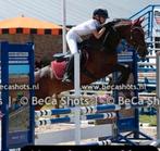 Allround D pony, Dieren en Toebehoren, Pony's, Met stamboom, Ruin, Springpony, L