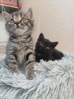 lieve kittens mix korthaar 250., Dieren en Toebehoren, Meerdere dieren, Ontwormd