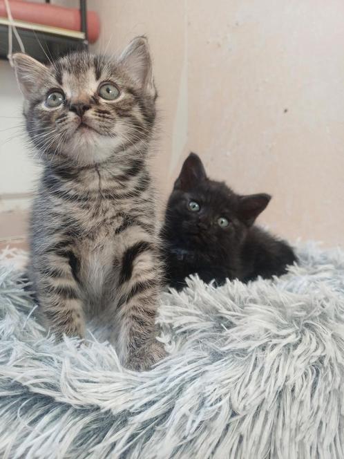lieve kittens mix korthaar 250., Dieren en Toebehoren, Katten en Kittens | Raskatten | Korthaar, Meerdere dieren, Ontwormd