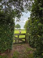 1 stal voor Shetlander of A/B pony vrij., Dieren en Toebehoren, Stalling en Weidegang