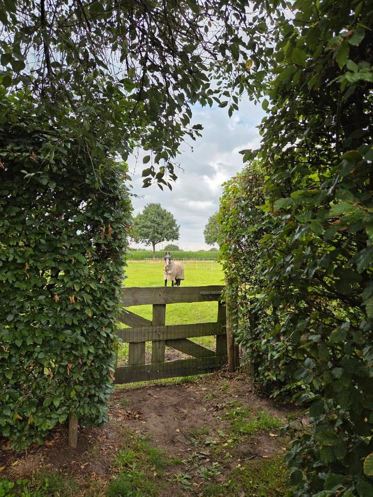 1 stal voor Shetlander of A/B pony vrij., Dieren en Toebehoren, Stalling en Weidegang
