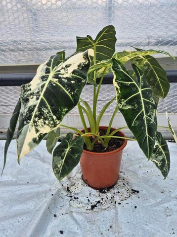 Alocasia Frydek Variegata - Zeldzame kamerplant beschikbaar voor biedingen