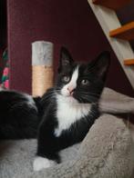 Nog één poesje te koop uit ons nest! Mag vanaf nu weg❤️, Dieren en Toebehoren, Poes, Kortharig, 0 tot 2 jaar