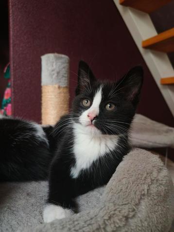 Nog één poesje te koop uit ons nest! Mag vanaf nu weg❤️ beschikbaar voor biedingen