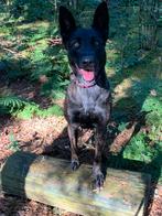 Mechelse x hollandse herder pups verwacht, CDV (hondenziekte), 8 tot 15 weken, Meerdere, Meerdere dieren