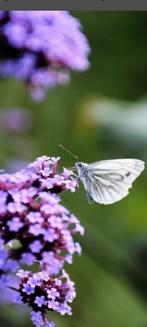 Verbena, Ophalen, Volle zon