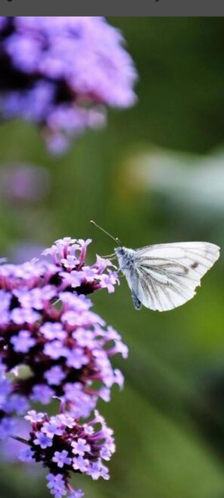 Verbena, Tuin en Terras, Planten | Tuinplanten, Volle zon, Ophalen