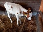 Stier kalveren 12 weken oud, Dieren en Toebehoren