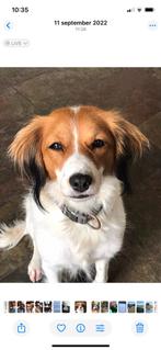 Mooie kooiker pubs, Dieren en Toebehoren, Honden | Niet-rashonden, Rabiës (hondsdolheid), 8 tot 15 weken, Meerdere, Meerdere dieren