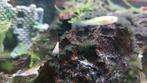 Helena slakken, Dieren en Toebehoren, Vissen | Aquariumvissen, Slak of Weekdier