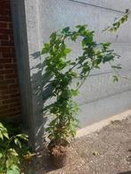 Bramenstruik, Tuin en Terras, Ophalen, Overige soorten, Minder dan 100 cm