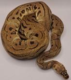 1.0 pastel clown man 2021 koningspython, Dieren en Toebehoren, Slang, 3 tot 6 jaar