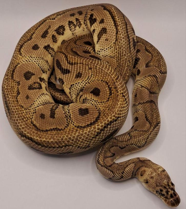 1.0 pastel clown man 2021 koningspython, Dieren en Toebehoren, Reptielen en Amfibieën, Slang, 3 tot 6 jaar