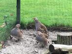 Diverse Europese patrijzen uit 2 koppels te koop ., Dieren en Toebehoren, Pluimvee, Meerdere dieren, Overige soorten
