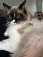 Ragdoll 1,5 jaar oud, Dieren en Toebehoren, Katten en Kittens | Raskatten | Korthaar, Meerdere dieren, Ontwormd