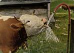 Koe drinkt water uit waterslang - 1968 gelopen, Verzamelen, Ansichtkaarten | Dieren, Paard, Gelopen, 1960 tot 1980, Ophalen of Verzenden
