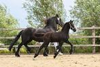 Prachtig rastypisch Fries hengst veulen, Dieren en Toebehoren, Paarden, Hengst, Minder dan 160 cm, Gechipt, 0 tot 2 jaar