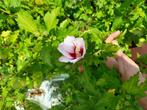 hibiscus, Vaste plant, Halfschaduw, Zomer, Ophalen