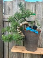 Lariks cascade bonsai, Tuin en Terras, Planten | Bomen, Ophalen, Volle zon, Overige soorten, Minder dan 100 cm